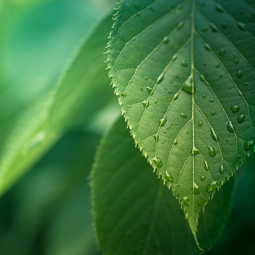 Photo attributed to CubaGallery